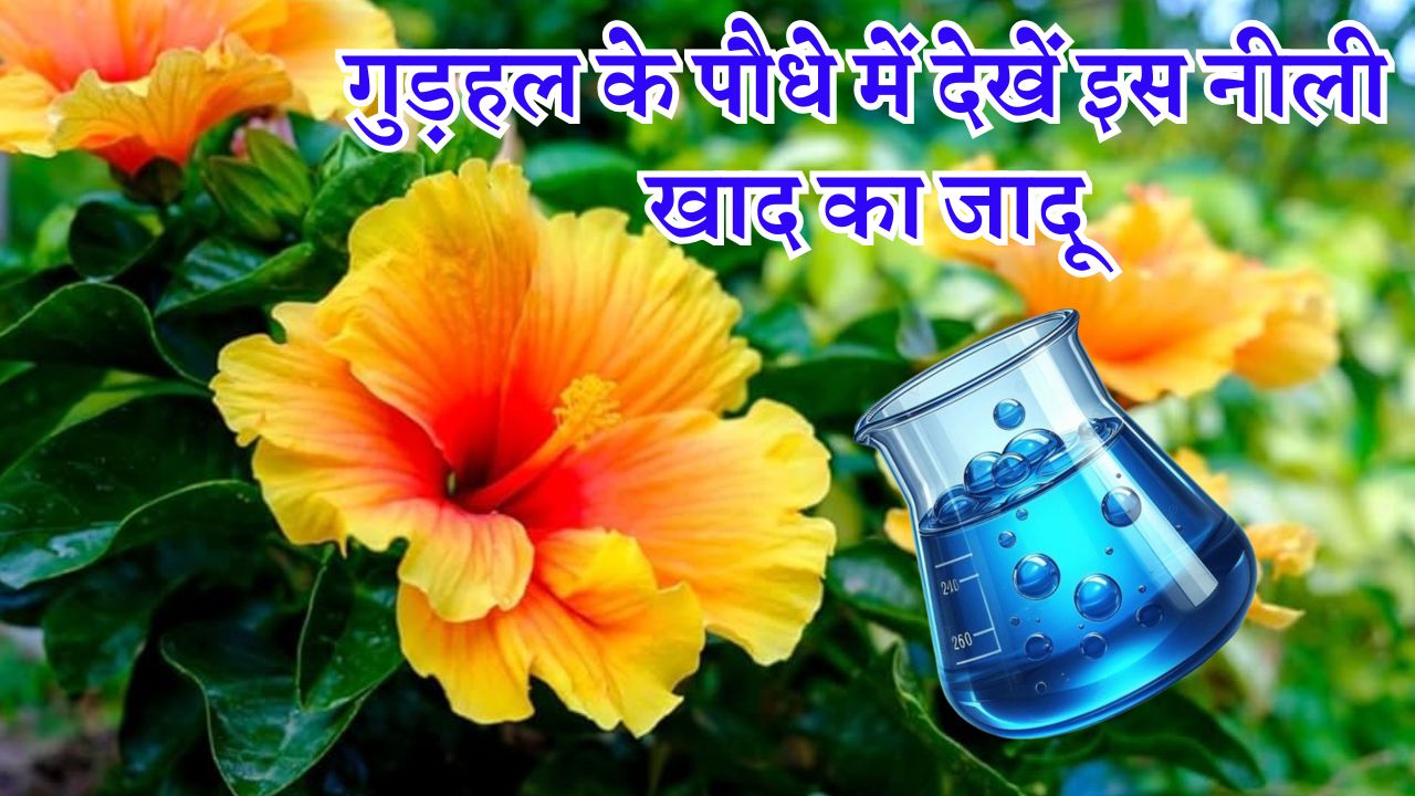 गुड़हल के पौधे में देखें इस नीली खाद का जादू