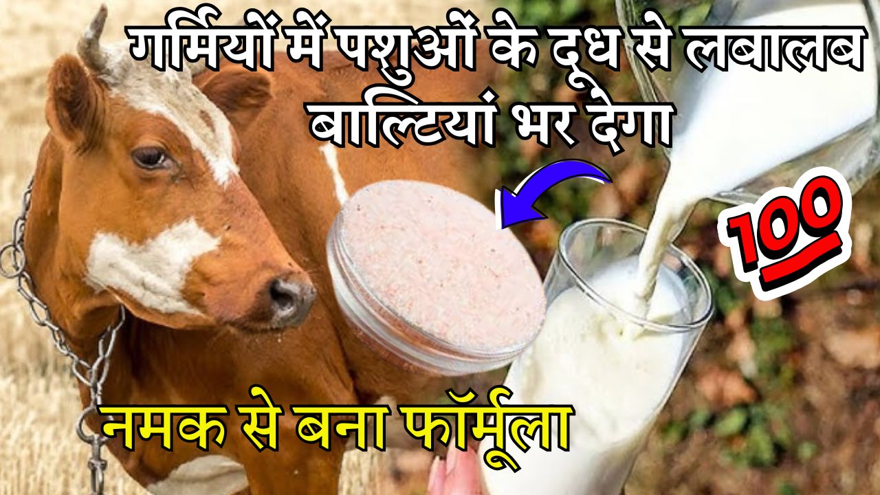 गर्मियों में पशुओं के दूध से लबालब बाल्टियां भर देगा नमक से बना यह फार्मूला