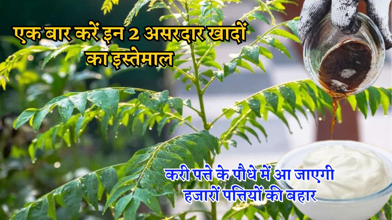 करी पत्ते के पौधे में आ जाएगी हजारों पत्तियों की बहार
