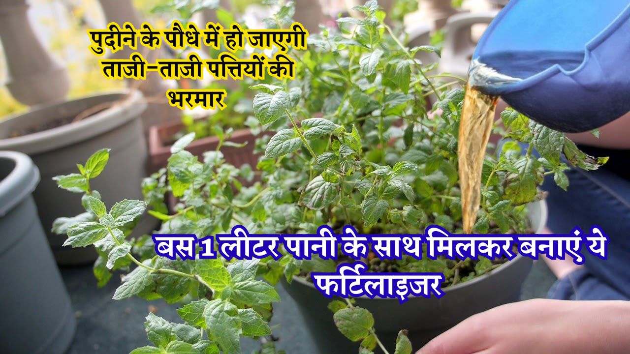 Mint Growing Tips