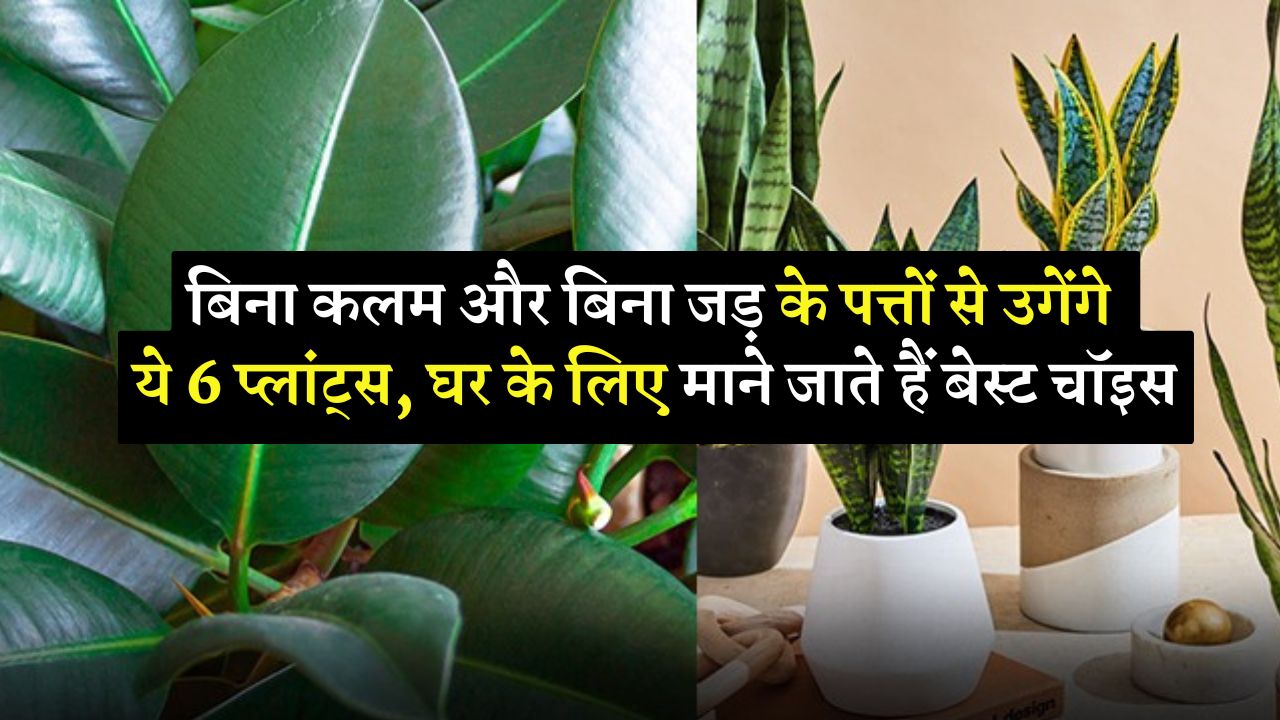 बिना कलम और बिना जड़ के पत्तों से उगेंगे ये 6 प्लांट्स, घर के लिए माने जाते हैं बेस्ट चॉइस