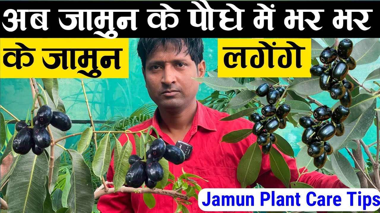 जामुन के पेड़ पर ढेर सारे फल पाने के लिए आजमायें ये शानदार Tips, बारिश तक होगी झमाझम फलों की बौछार