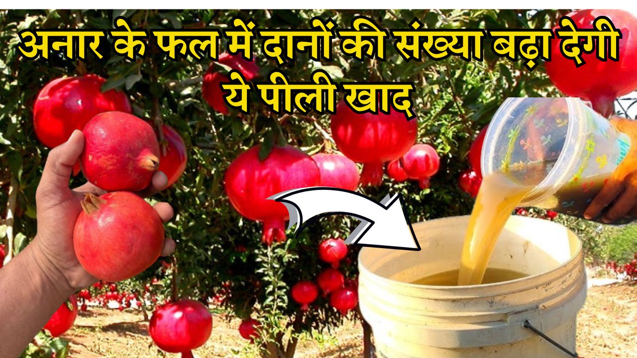 अनार के फल में दानों की संख्या बढ़ा देगी ये पीली खाद