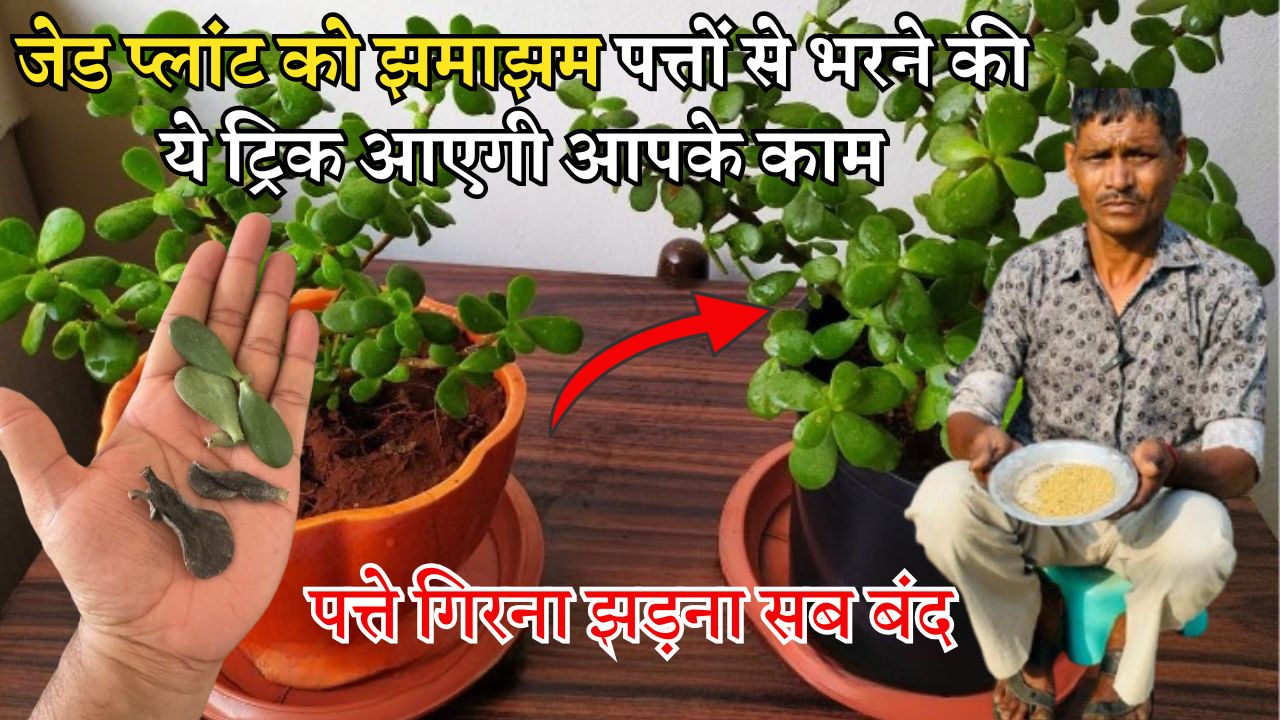 जेड प्लांट को झमाझम पत्तों से भरने की ये ट्रिक आएगी आपके काम