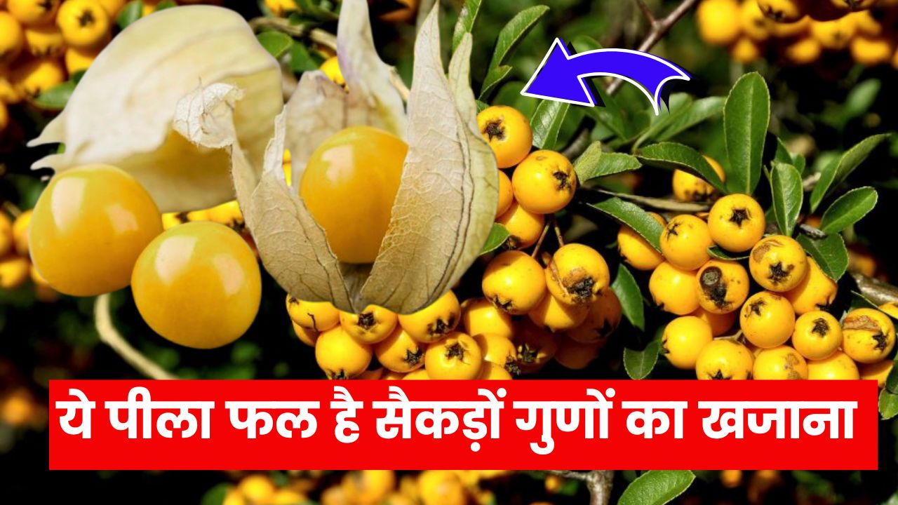 ये पीला फल है सैकड़ों गुणों का खजाना