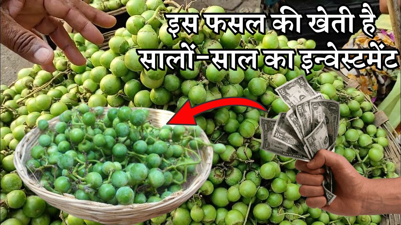 इस फसल की खेती करने से होगा सालों-साल मुनाफा