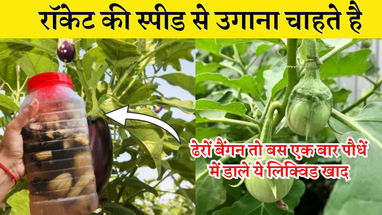 रॉकेट की स्पीड से उगाना चाहते है ढेरों बैंगन तो बस एक बार पौधें में डाले ये लिक्विड खाद