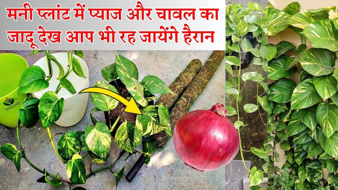 Money Plant Care Tips
