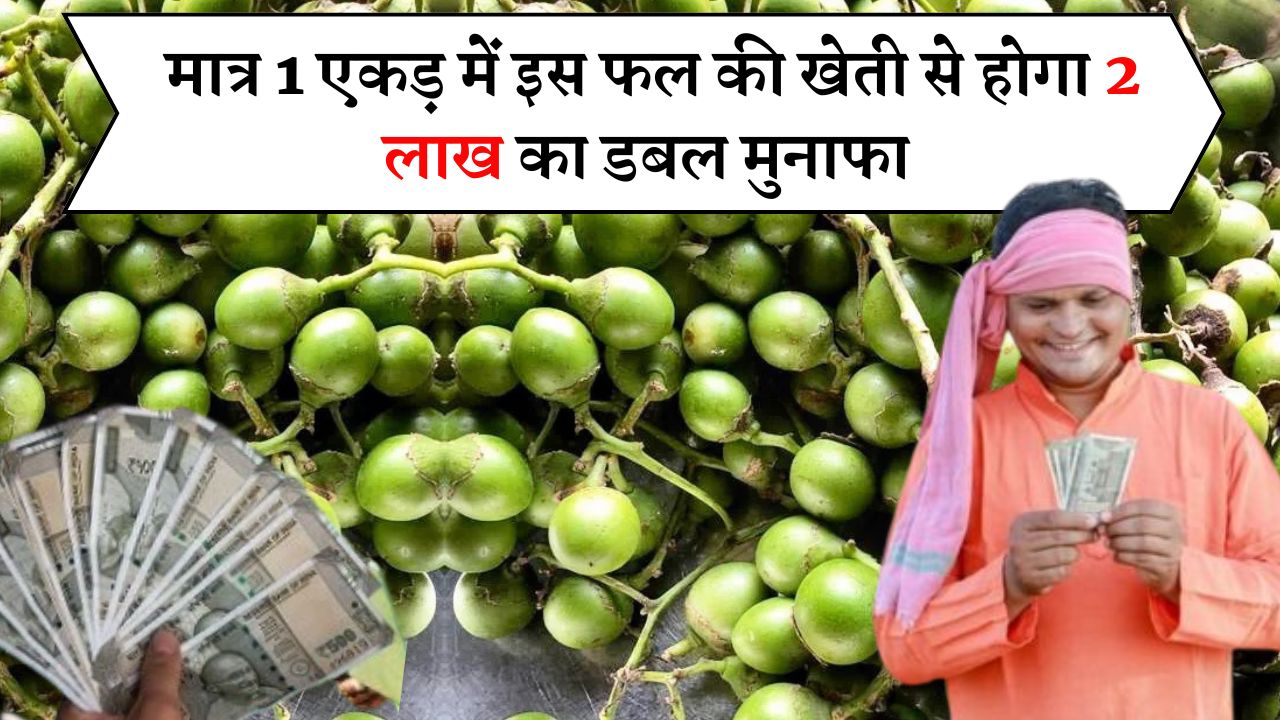 किसान भाइयों की मौज कर देगी इस फसल की खेती