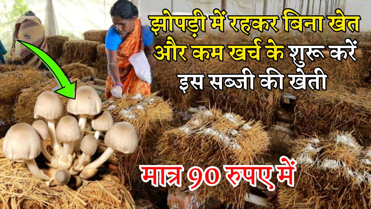 झोपड़ी में रहकर भी मात्र 90 रुपए में शुरू कर सकते हैं इस सब्जी की खेती