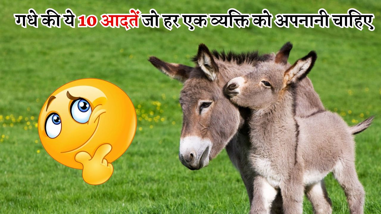 गधे की ये 10 आदतें जो हर एक व्यक्ति को अपनानी चाहिए