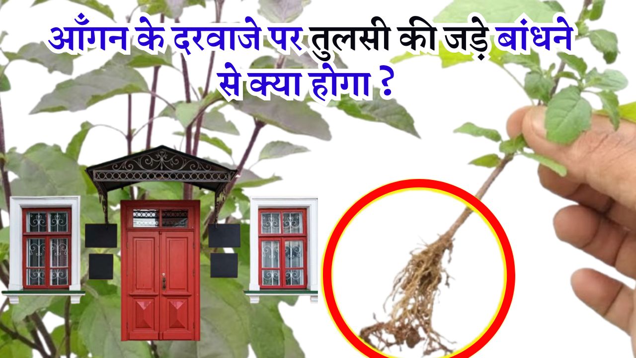 आँगन के दरवाजे पर तुलसी की जड़े बांधने से क्या होगा ?