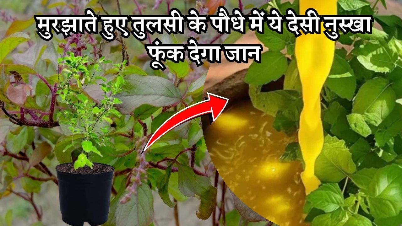 मुरझाते हुए तुलसी के पौधे में ये देसी नुस्खा फूंक देगा जान