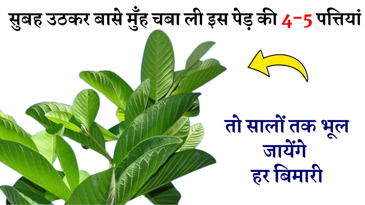 सुबह उठकर बासे मुँह चबा ली इस पेड़ की 4-5 पत्तियां तो सालों तक भूल जायेंगे हर बिमारी