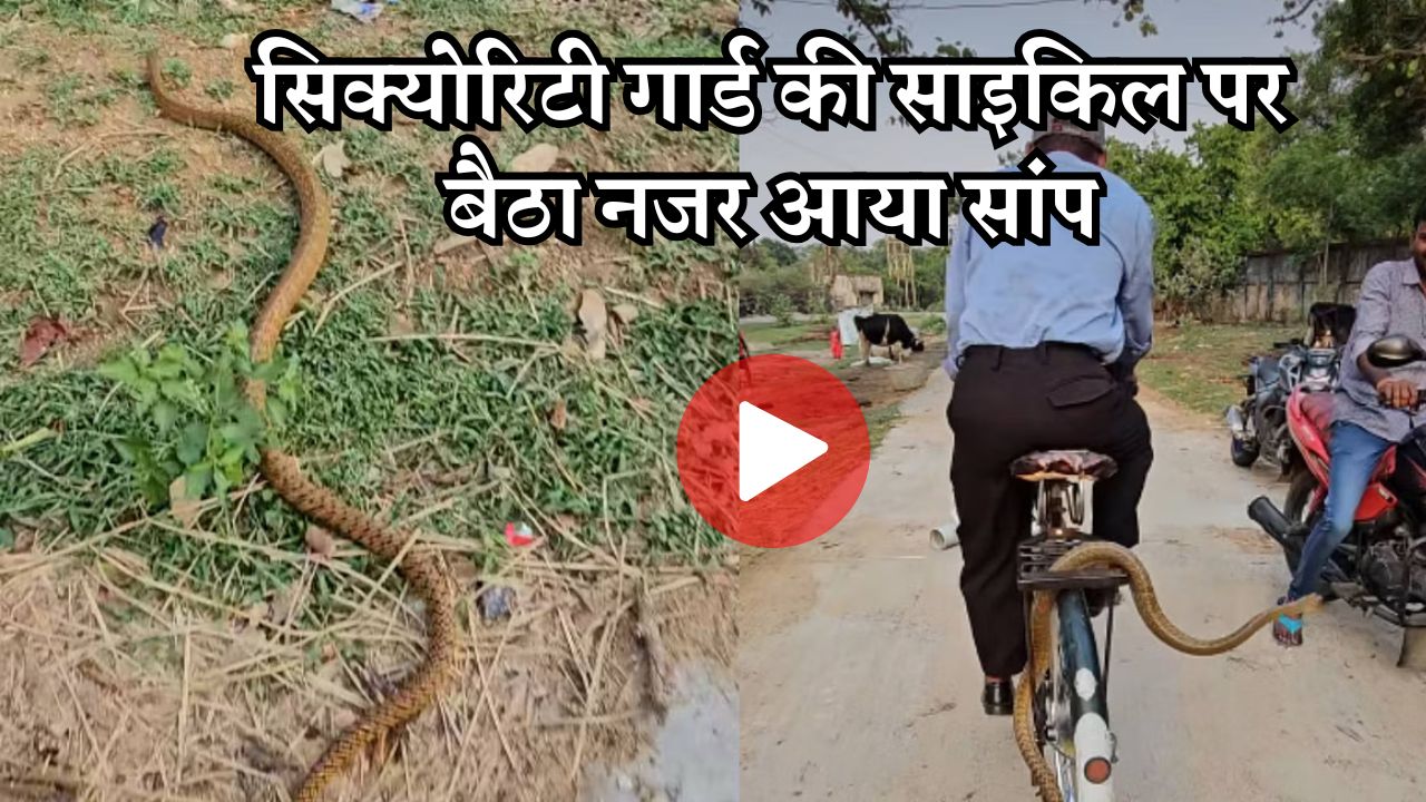 सिक्योरिटी गार्ड की साइकिल पर बैठा नजर आया सांप