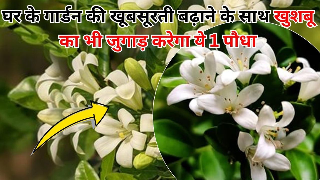 घर के गार्डन की खूबसूरती बढ़ाने के साथ खुशबू का भी जुगाड़ करेगा ये 1 पौधा