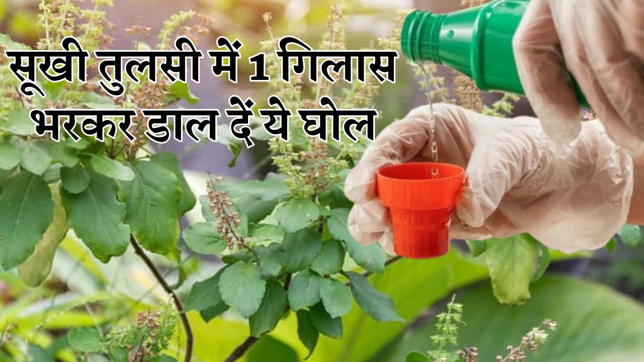 मई में पड़ने वाली भारी गर्मी में तुलसी को सूखने से बचाने के लिए 1 गिलास भरकर डाल दें ये घोल