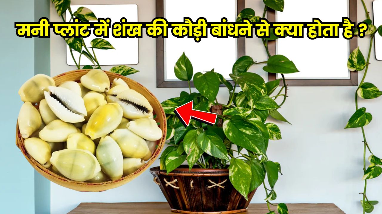 मनी प्लांट में शंख की कौड़ी बांधने से क्या होता है ?