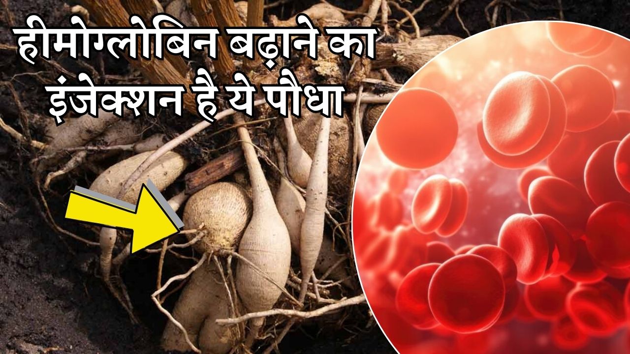 Tikhur Health Benifits