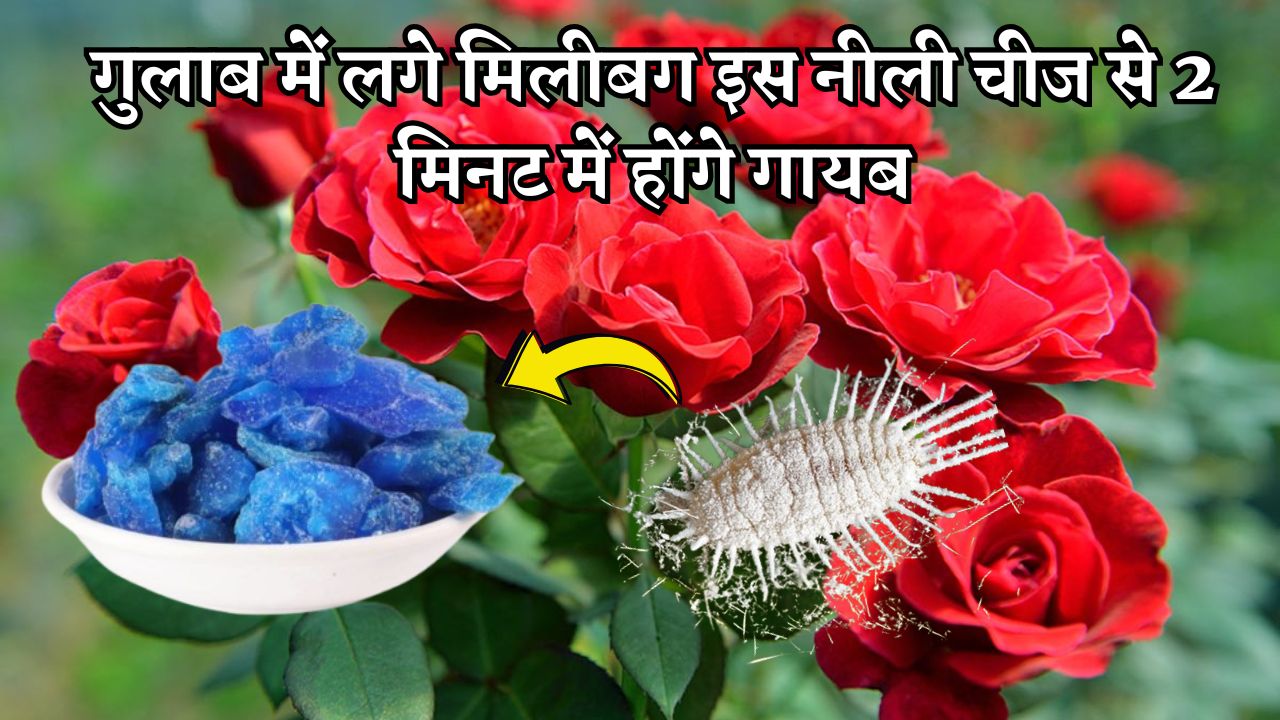 गुलाब में लगे मिलीबग इस नीली चीज से 2 मिनट में होंगे गायब