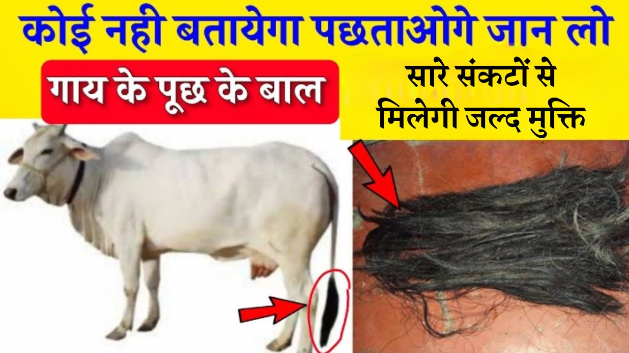 गाय की पूंछ के बाल से जीवन में होंगे ये बड़े चमत्कार, धन दौलत का लग जाएगा अंबार, सारे संकटों से मिलेगी जल्द मुक्ति