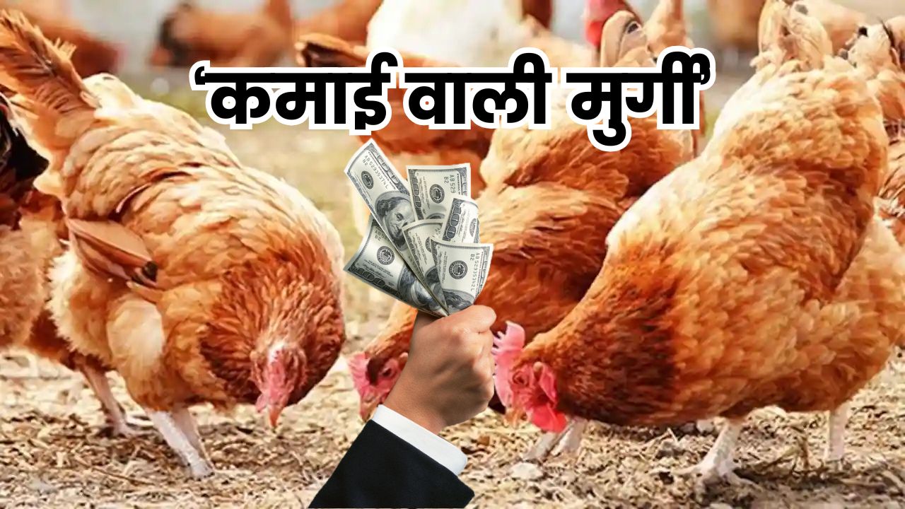 इस ‘कमाई वाली मुर्गी’ से 3 महीनों में होगा बिना घाटे के मुनाफा