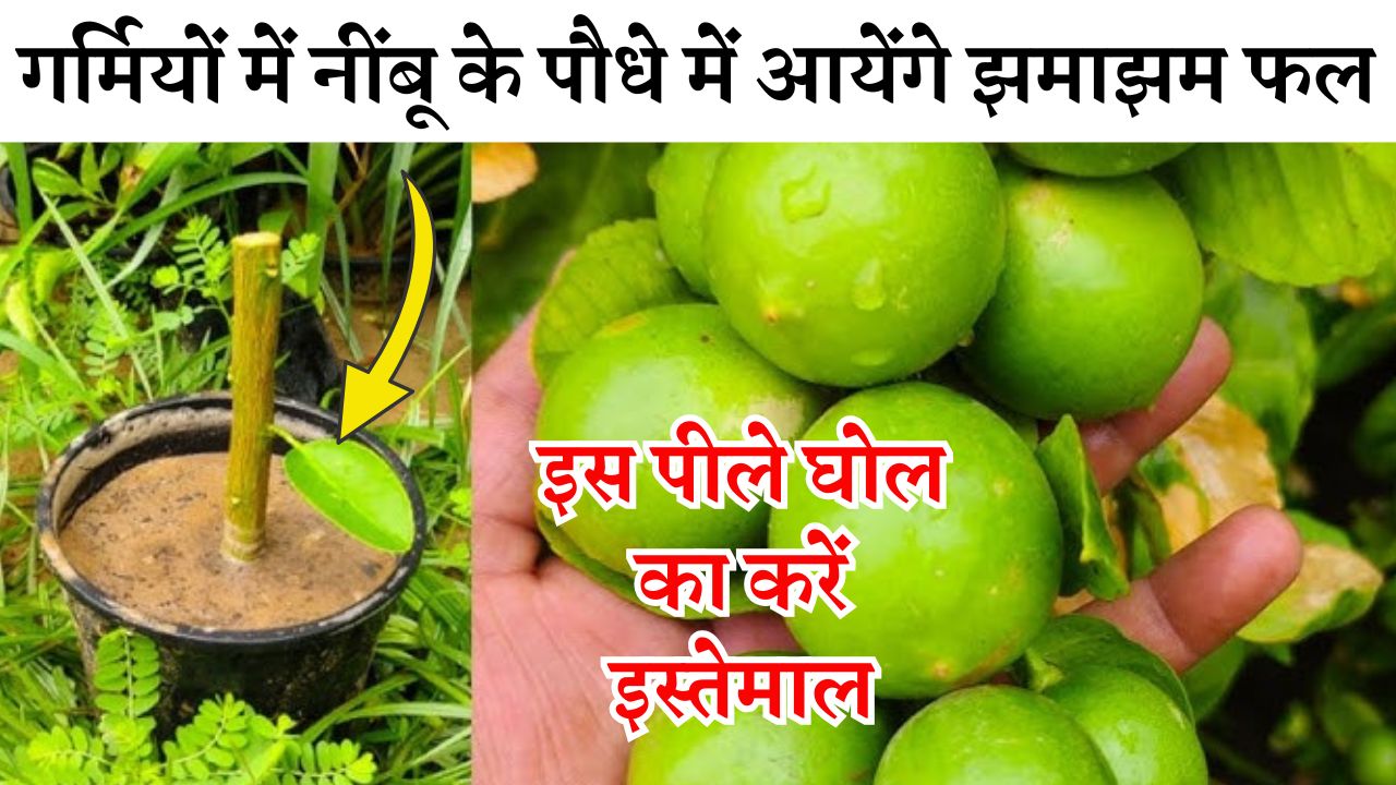 गर्मियों में नींबू के पौधे में आयेंगे झमाझम फल