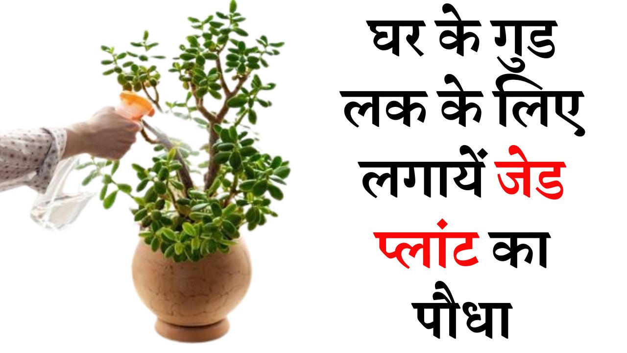 घर के गुड लक के लिए लगायें जेड प्लांट का पौधा