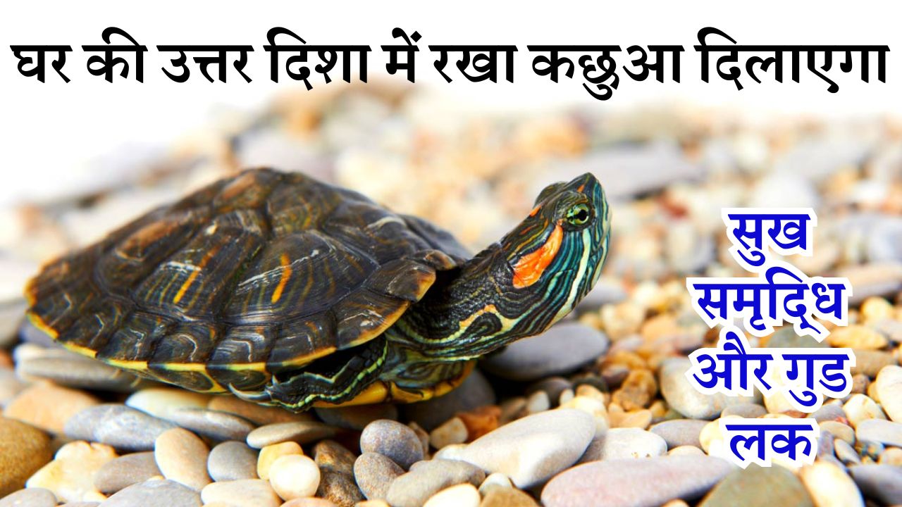 घर की उत्तर दिशा में रखा कछुआ दिलाएगा सुख-समृद्धि और गुड लक