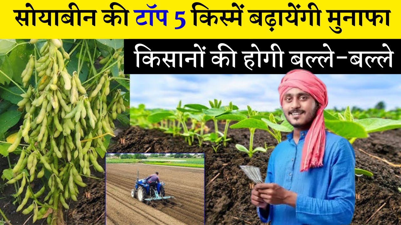 सोयाबीन की ये टॉप 5 किस्में