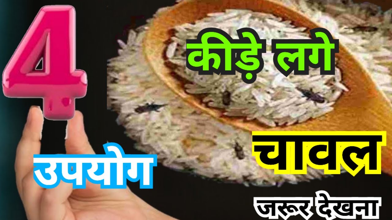 दाल-चावल में लग रहे है कीड़े तो इन 4 उपायों से 10 मिनट में साफ