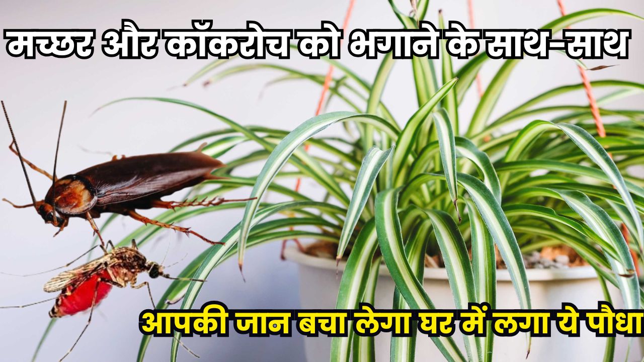 मच्छर और कॉकरोच को भगाने के साथ-साथ आपकी जान बचा लेगा ये पौधा