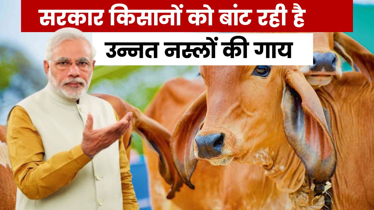सरकार किसानों को बांट रही है उन्नत नस्लों की गाय