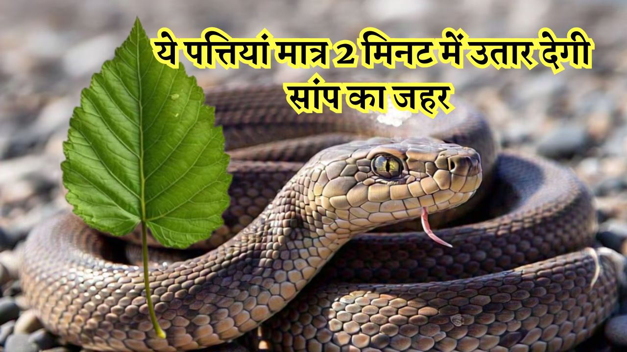 बारिश में सांप के काटने से बिल्कुल भी ना हो परेशान, ये पत्तियां मात्र 2 मिनट में उतार देंगे सारा जहर