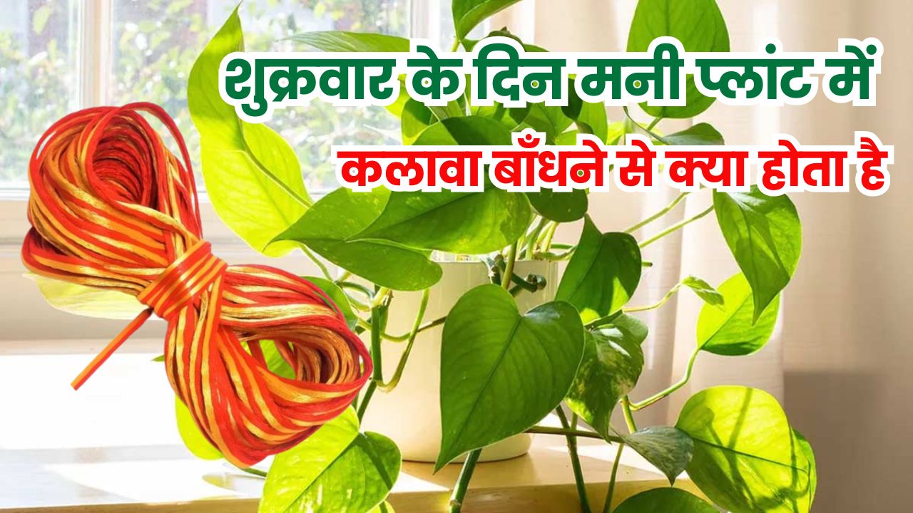 शुक्रवार के दिन मनी प्लांट में कलावा बाँधने से क्या होता
