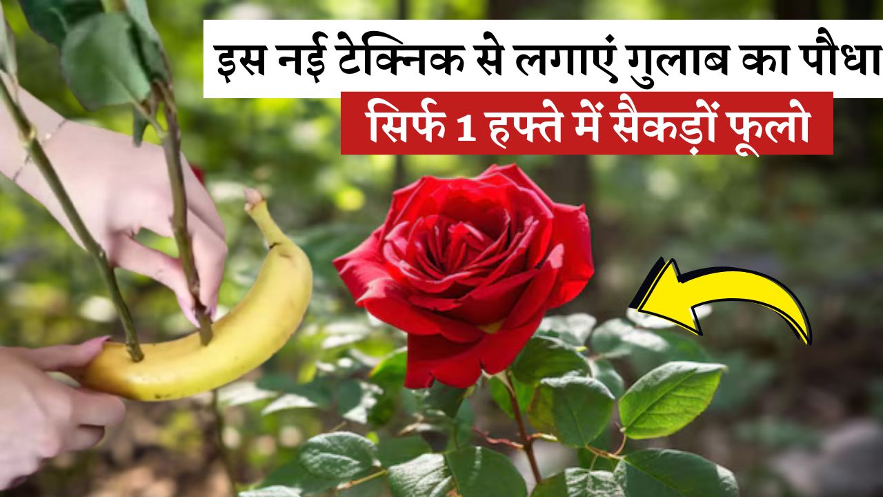 इस नई टेक्निक से लगाएं गुलाब का पौधा