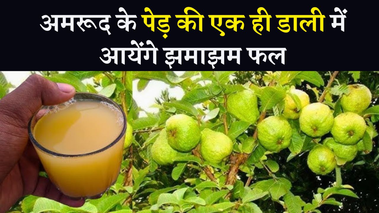 अमरूद के पेड़ की एक ही डाली में आयेंगे झमाझम फल