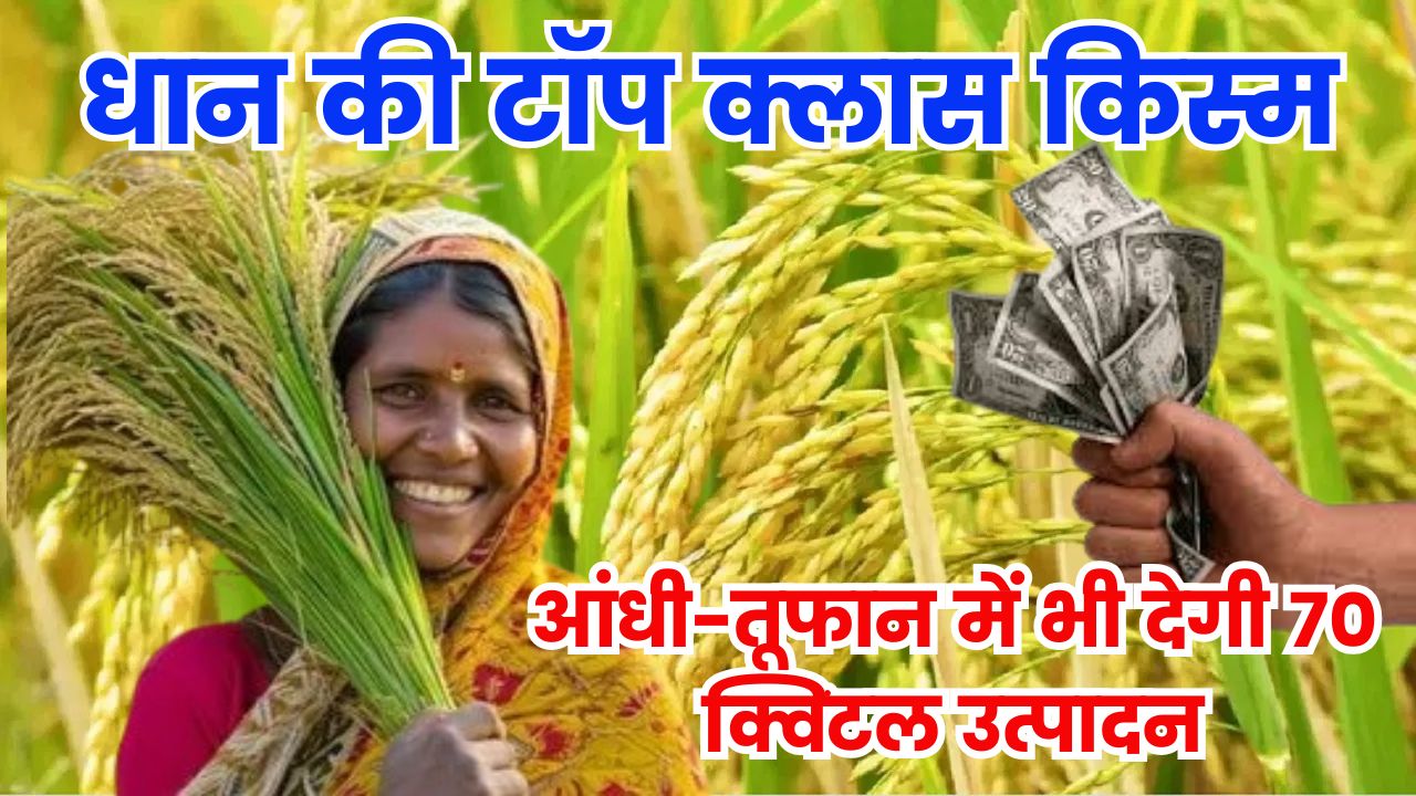 धान की ये टॉप क्लास किस्म