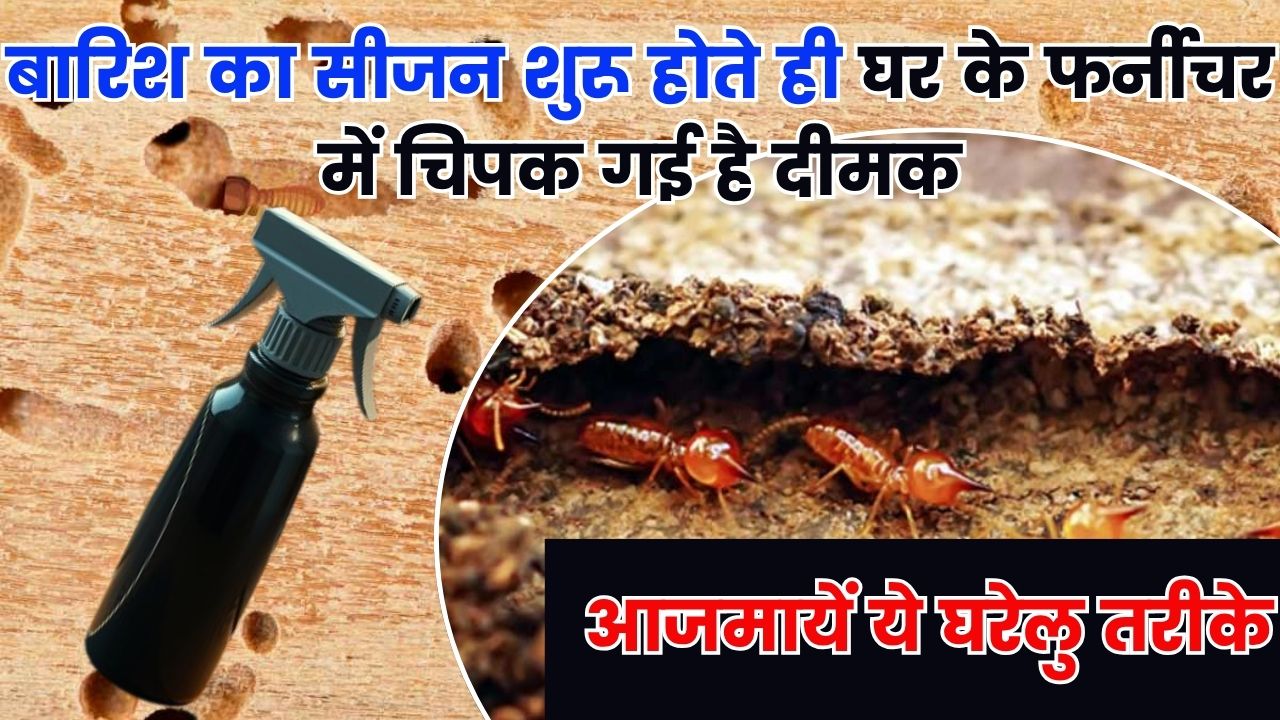 बारिश का सीजन शुरू होते ही घर के फर्नीचर में चिपक गई है दीमक