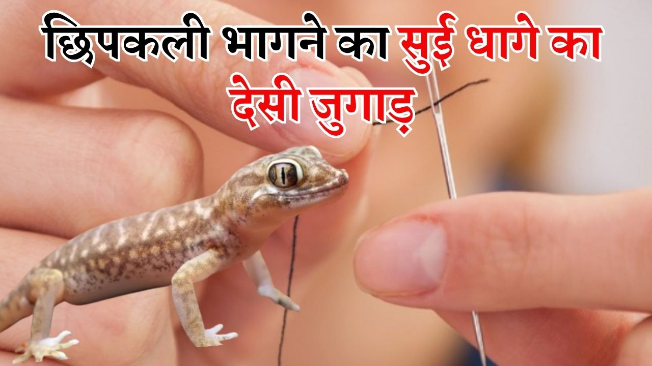 सुई धागे के इस देसी जुगाड़ से आसपास भी नहीं भटकेंगी एक छिपकली
