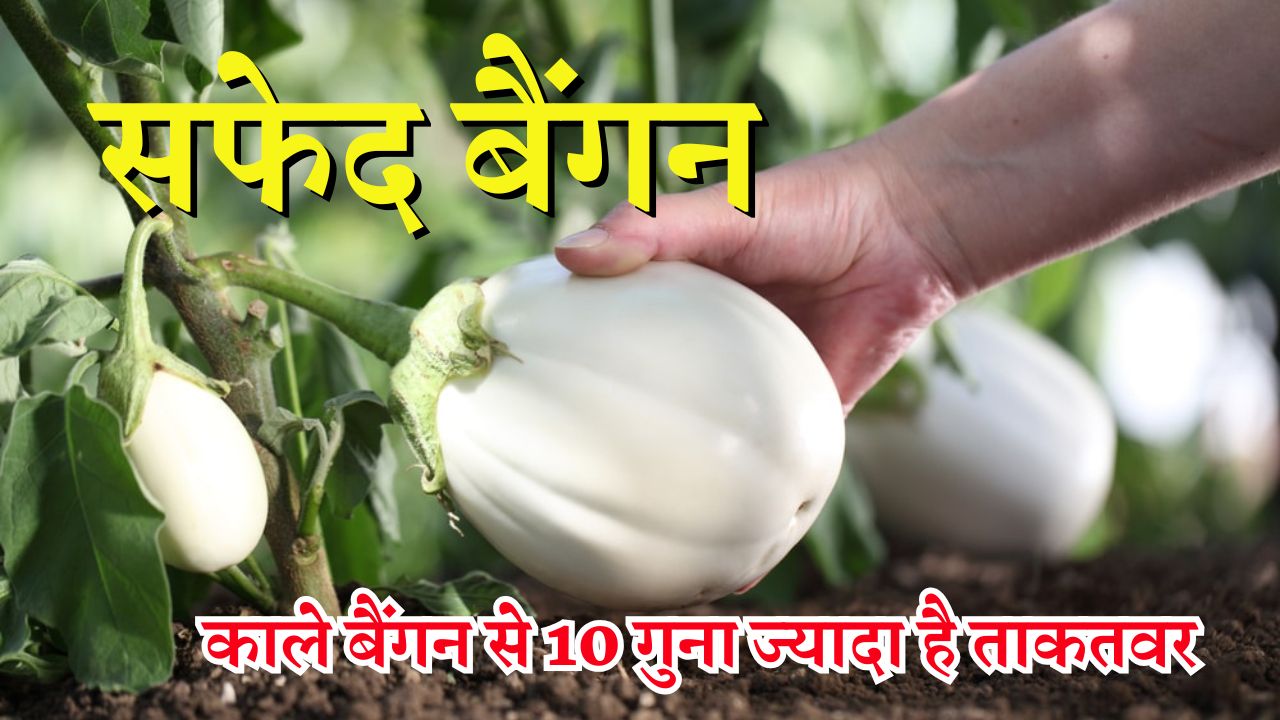 सफेद बैंगन के फायदे