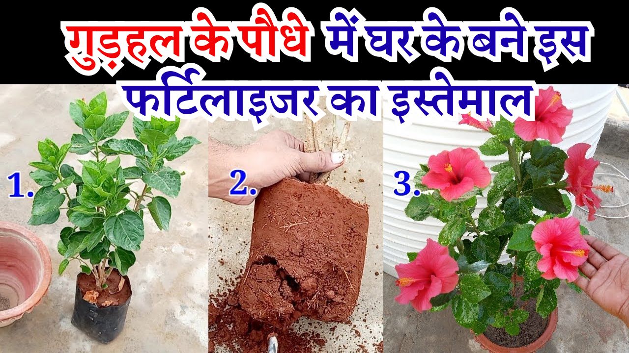 गुड़हल के पौधे में घर के बने इस फर्टिलाइजर का इस्तेमाल