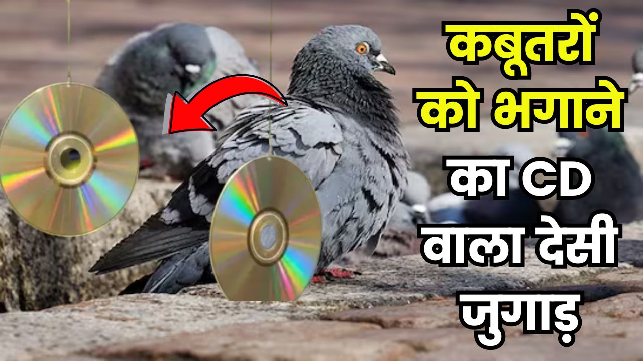 कबूतरों को भगाने का CD वाला देसी जुगाड़