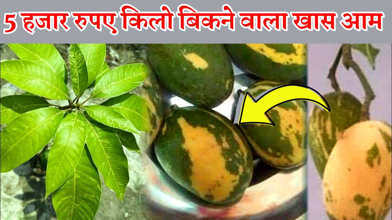 5 हजार रुपए किलो बिकने वाला आम