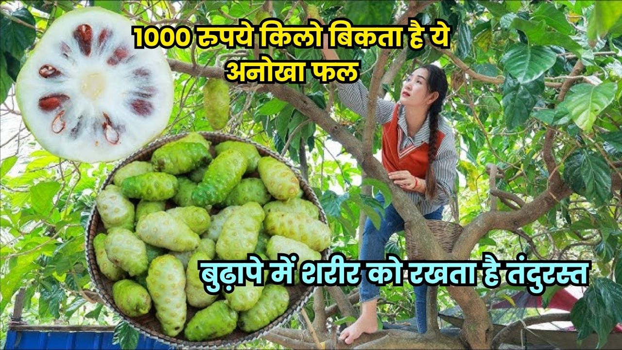 1000 रुपये किलो बिकता है ये अनोखा फल