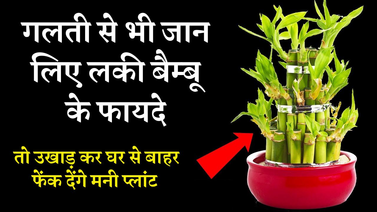 गलती से भी जान लिए लकी बैम्बू के फायदे