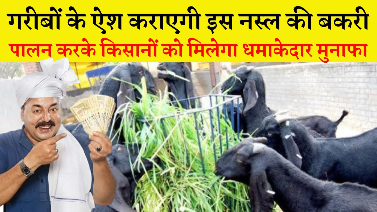 गरीबों के ऐश कराएगी इस नस्ल की बकरी