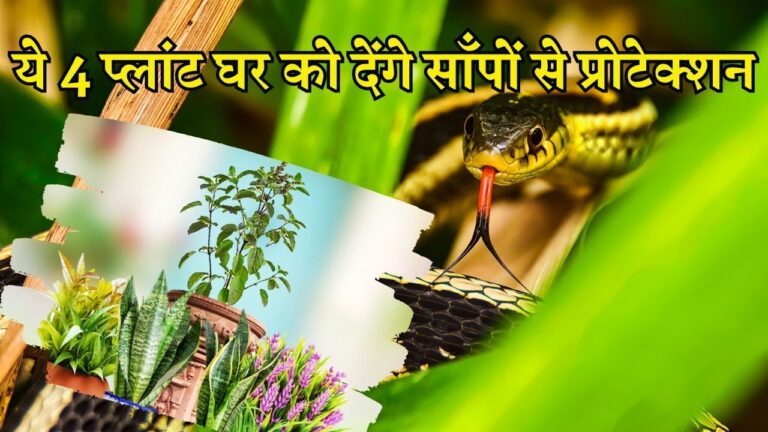बारिश शुरू होने से पहले घर के आसपास लगा दें ये 4 प्लांट