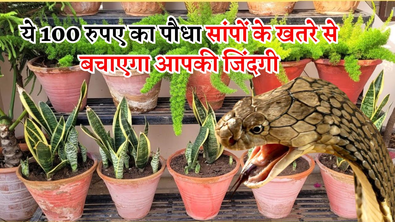 ये 100 रुपए का पौधा सांपों के खतरे से बचाएगा आपकी जिंदगी