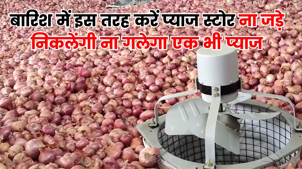 Best Way To Store Onion